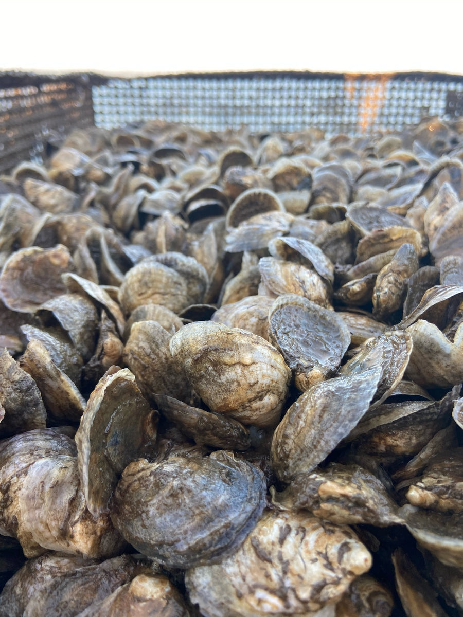 Recycling Oyster Shells Why and How Rogue Oysters
