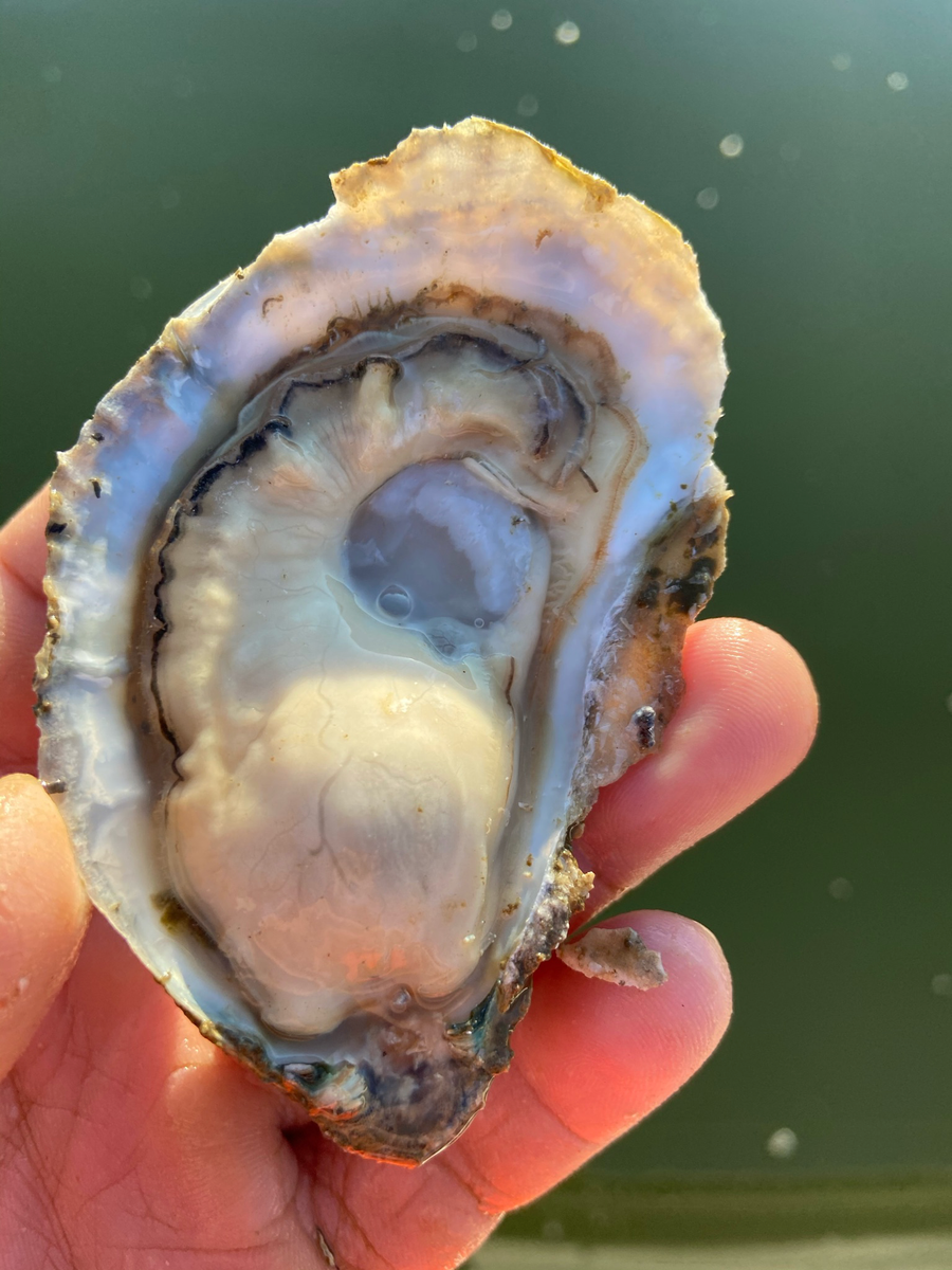 Fresh Rappahannock River Oysters from Rogue Oysters