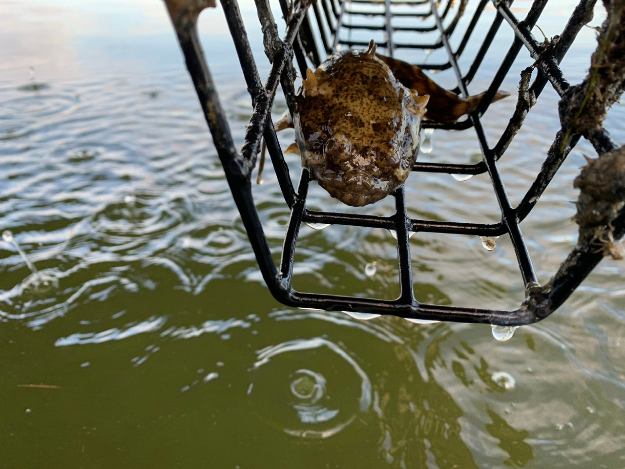 Good News: Oyster Farms are Underwater Food Hubs