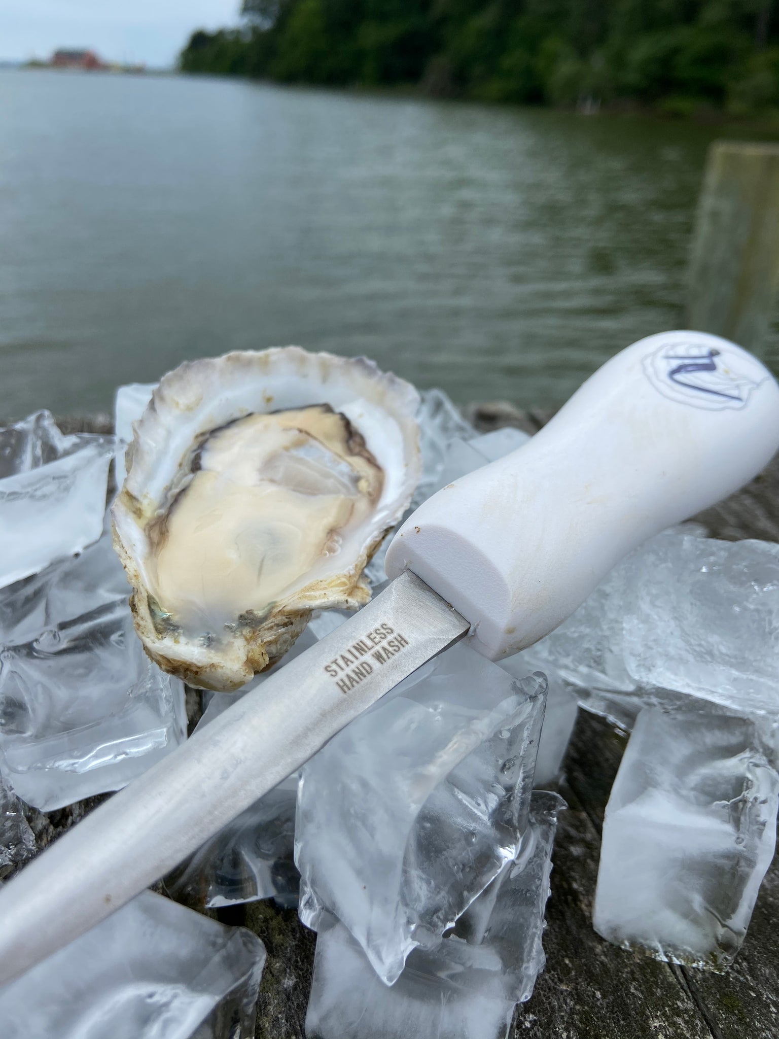 How to Shuck an Oyster
