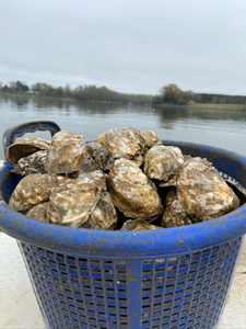 What’s the Best Way to Store Oysters?