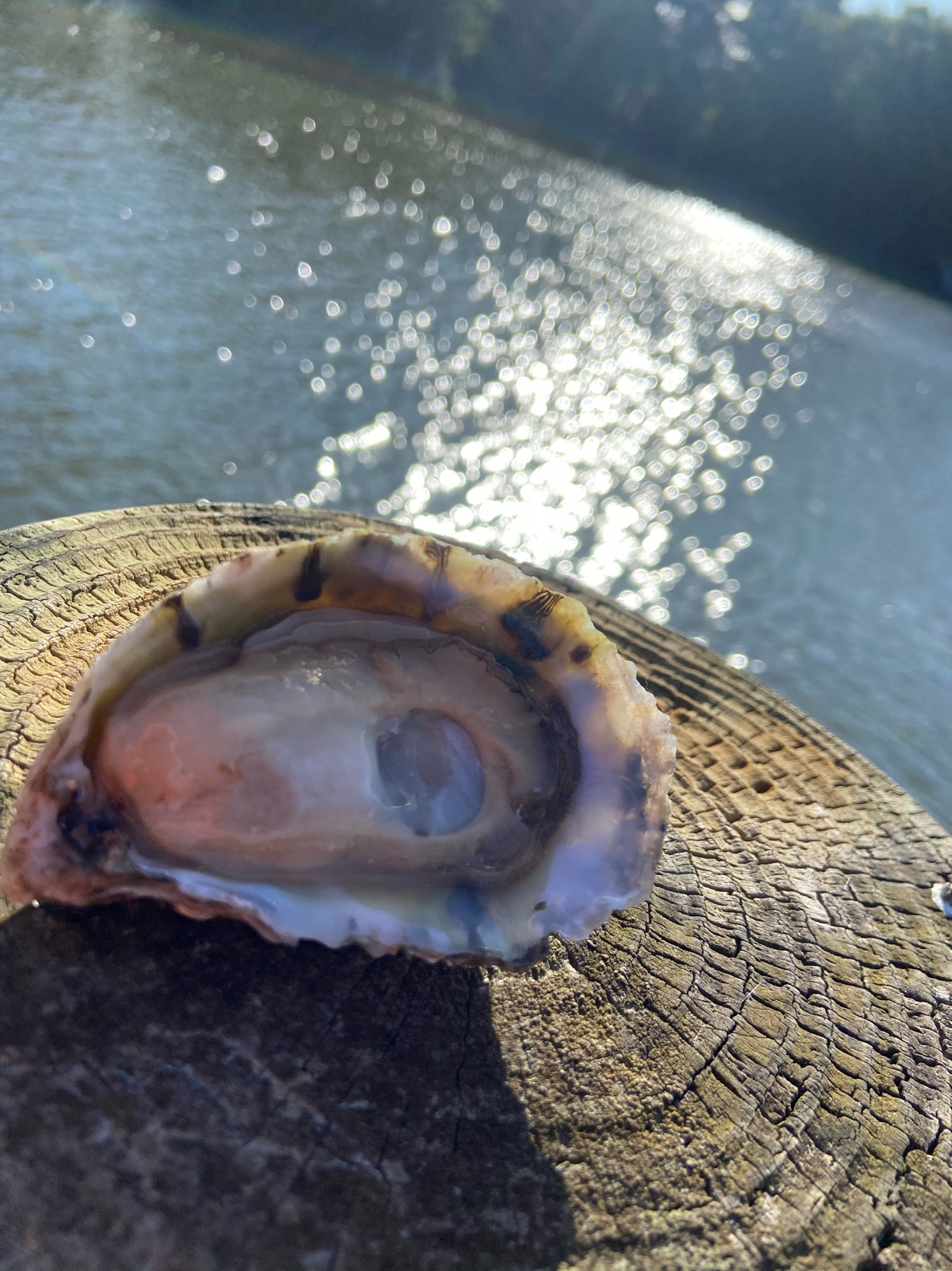 Oysters, 3”